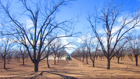 Pecan trees in New Mexico
